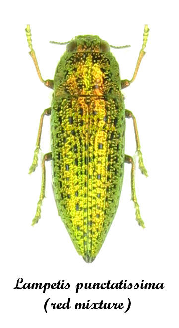 Lampetis punctatissima (red form)