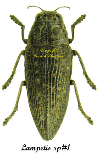 Lampetis sp1