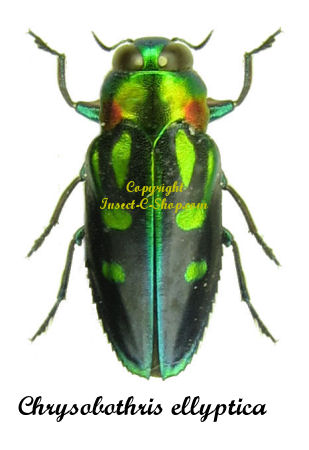 Chrysobothris ellyptica