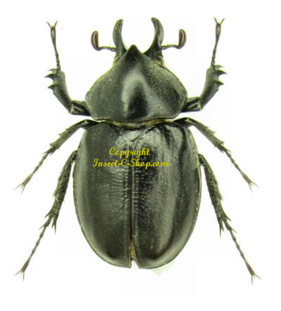 Aegopsis curvicornis