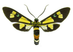 Arctiidae