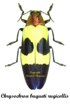 Chrysochroa buqueti rugicollis