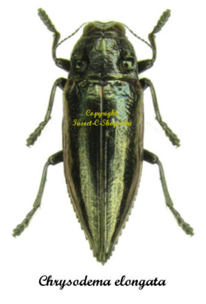 Chrysodema elongata