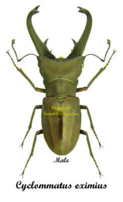 Cyclommatus eximius