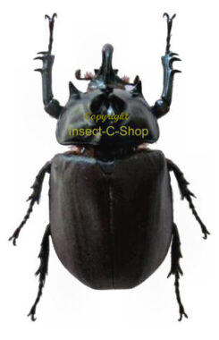 Eupatorus birmanicus