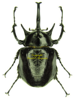 Megaceras / Megasoma
