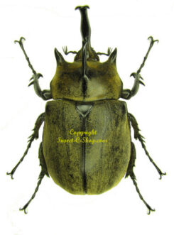 Megasoma typhon typhon ( gyas )