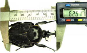 mesurage-insectes