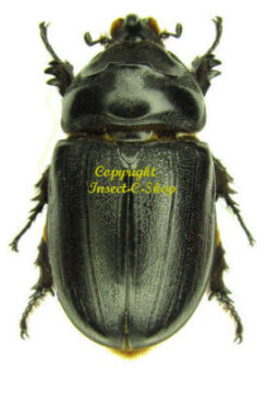 Oryctes owariensis