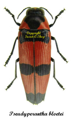 Pseudyperantha bloetei