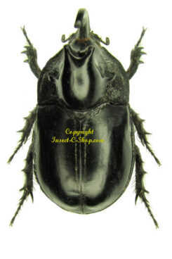 Trichogomphus martabani