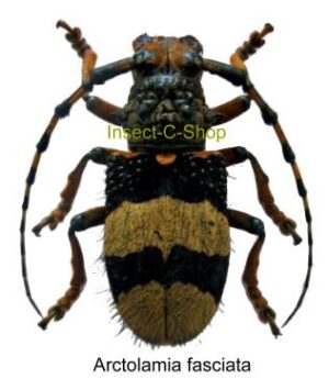 Arctolamia fasciata ( rare )
