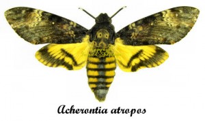 Acherontia atropos