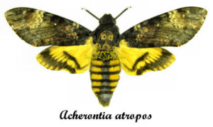 Acherontia atropos