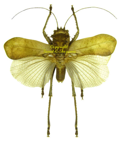 Acridoxena hewiana(Spread)