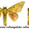 Adeloneivaia subangulata subangulata - Image 2