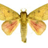 Adeloneivaia subangulata subangulata