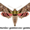 Adhemarius gannascus gannascus ( 2-pcs ) - Image 2