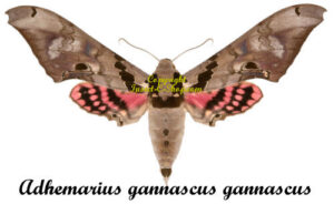 Adhemarius gannascus gannascus ( 2-pcs ) - Image 2