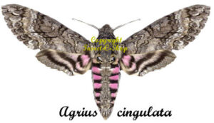 Agrius cingulata