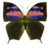 Memphis ( Anaea ) nessus