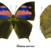 Memphis ( Anaea ) nessus - Image 2