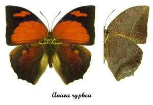 Fountainea ( Anaea ) ryphea - Image 2