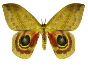 Automeris janus