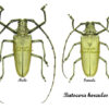 Batocera hercules - Image 2