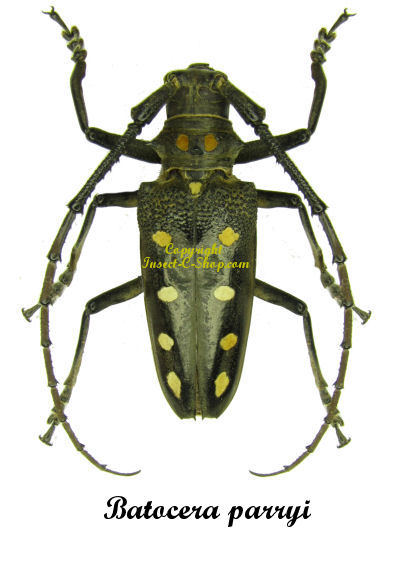 Batocera parryi
