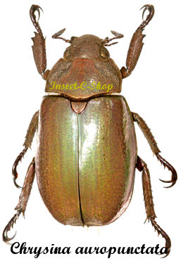 Chrysina (Plusiotis) auropunctata