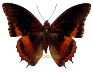 Charaxes eudoxus mechowi