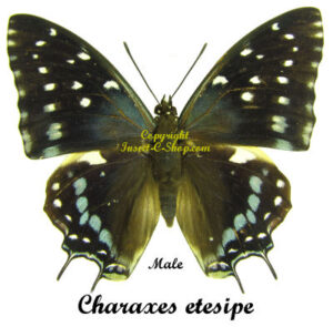 Charaxes etesipe