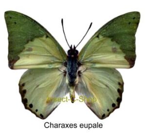 Charaxes eupale eupale