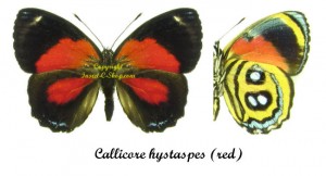 Callicore hystaspes ( rouge ) – Image 2