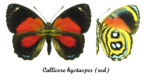 Callicore hystaspes ( red ) - Image 2