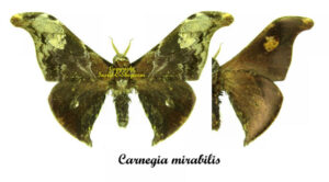 Carnegia mirabilis - Image 2