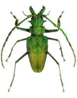 America - Cerambycidae
