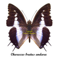 Charaxes brutus andara