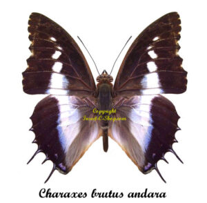 Charaxes brutus andara