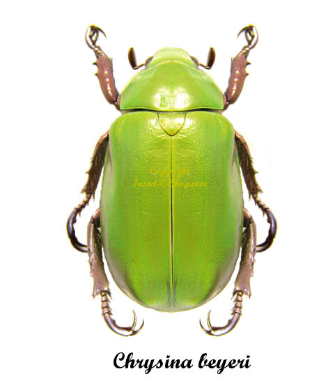 Chrysina (Plusiotis) beyeri