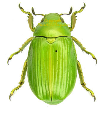 Chrysina (Plusiotis) miguelangeli