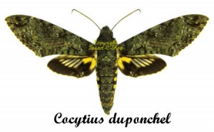 Cocytius duponchel