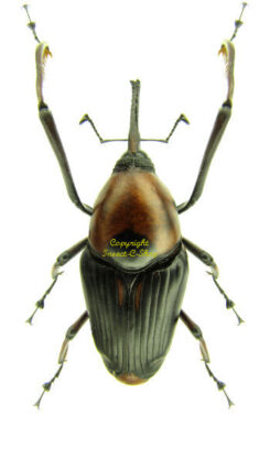 Cyrtotrachelus longimanus