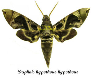 Daphnis hypothous hypothous