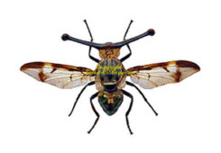 Diptera