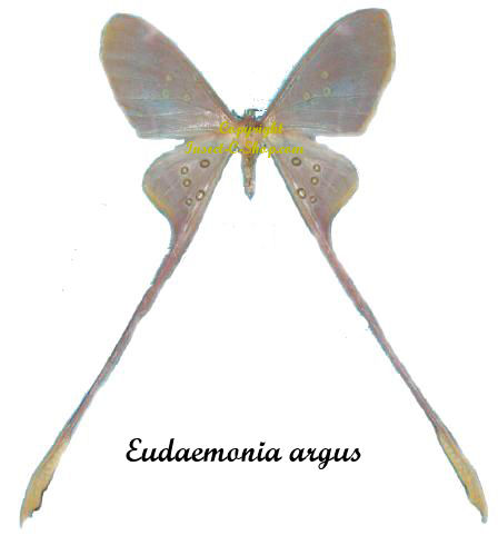 Eudaemonia argus