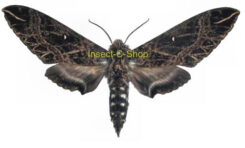Euryglottis dognini