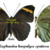 Euphaedra harpalyce spatiosa - Image 2