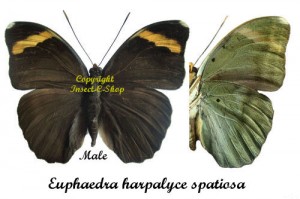 Euphaedra harpalyce spatiosa – Image 2